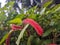 A close up of Acalypha hispida or the chenille plant flower